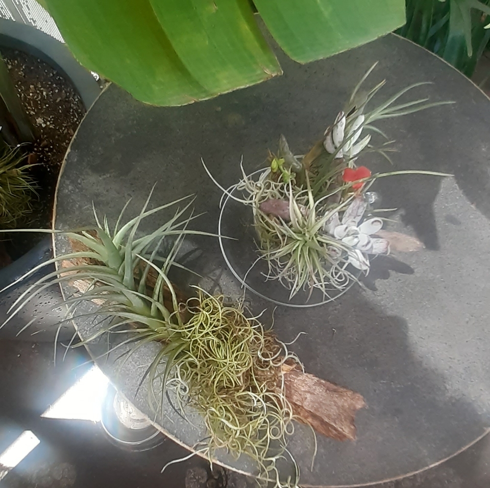 $26/ 2 AIR PLANT Thilandsia boho Home garden decor - Picture 9 of 11